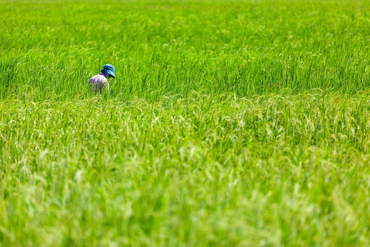 Cambodian farmer in a green field.