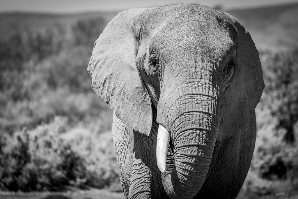 A close up of an elephant in Cape Town, South Africa.