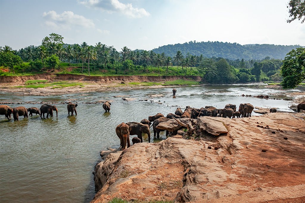 Fine art photography of a large herd of elephants bathing and crossing a river in a lush Sri Lankan landscape with palm trees.