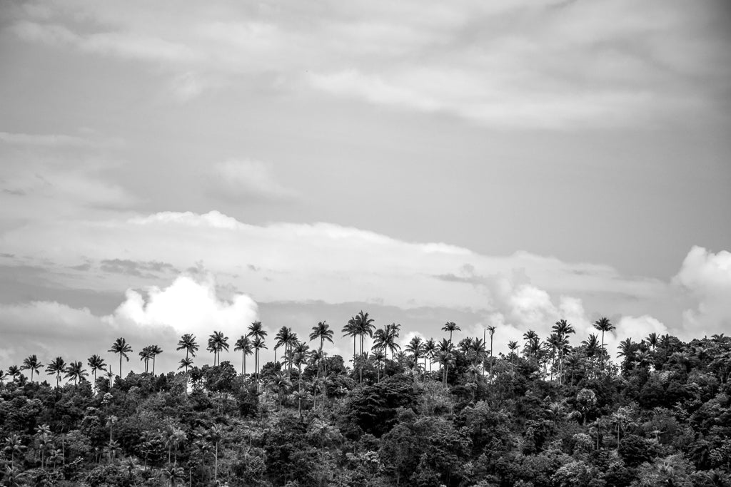 Koh Phangan Palm Trees