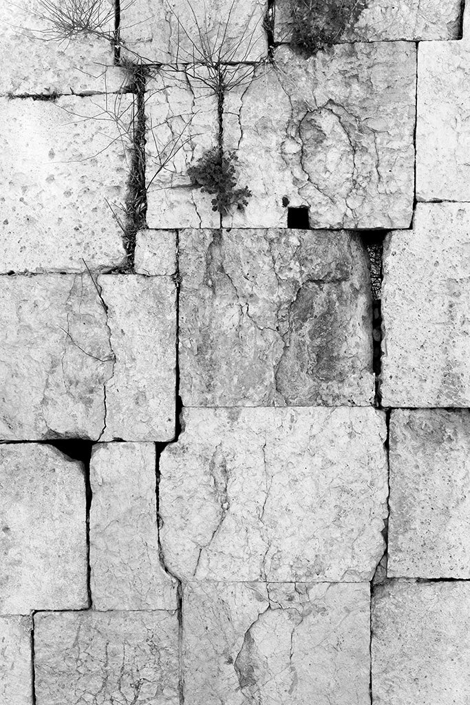 High-detail black and white photography of ancient, weathered limestone blocks in Jordan with small plants growing between the stone crevices.