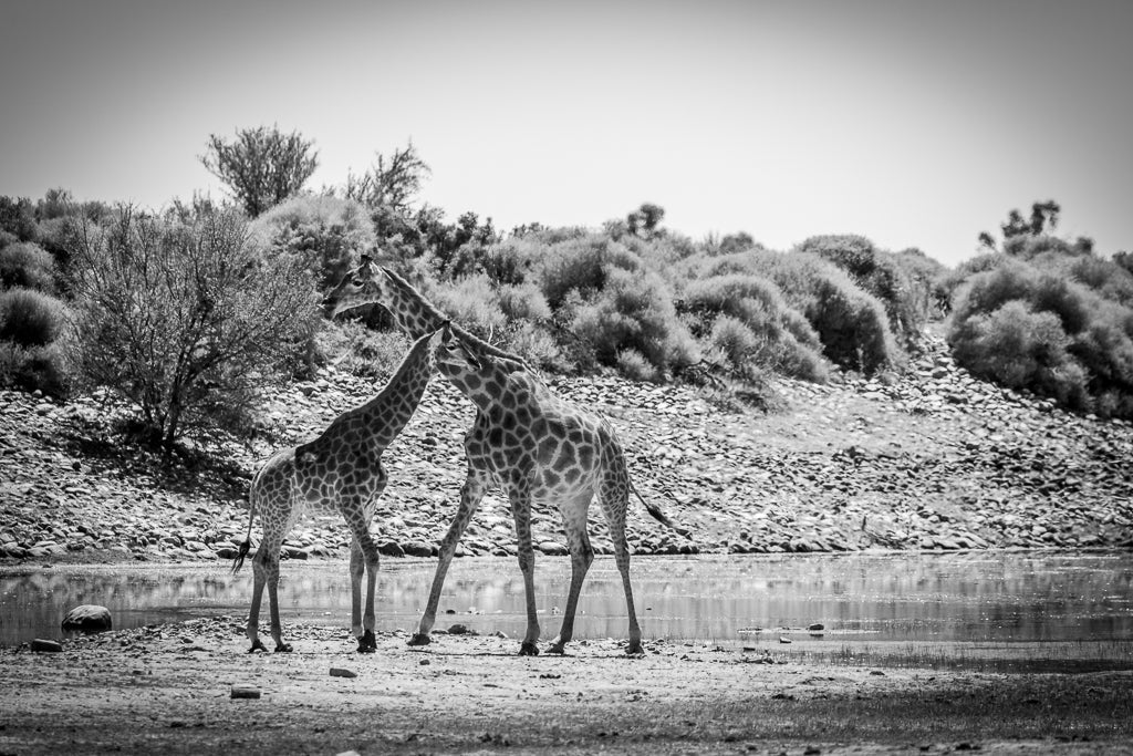 Two Giraffes touching necks while standing on the savana