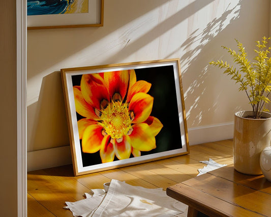 A framed FN Prints Orange African Daisy (Gazania Krebsiana) art print leans against a wall in a sunlit room, with a potted plant, wooden table, and crumpled white cloth enhancing the peaceful setting.