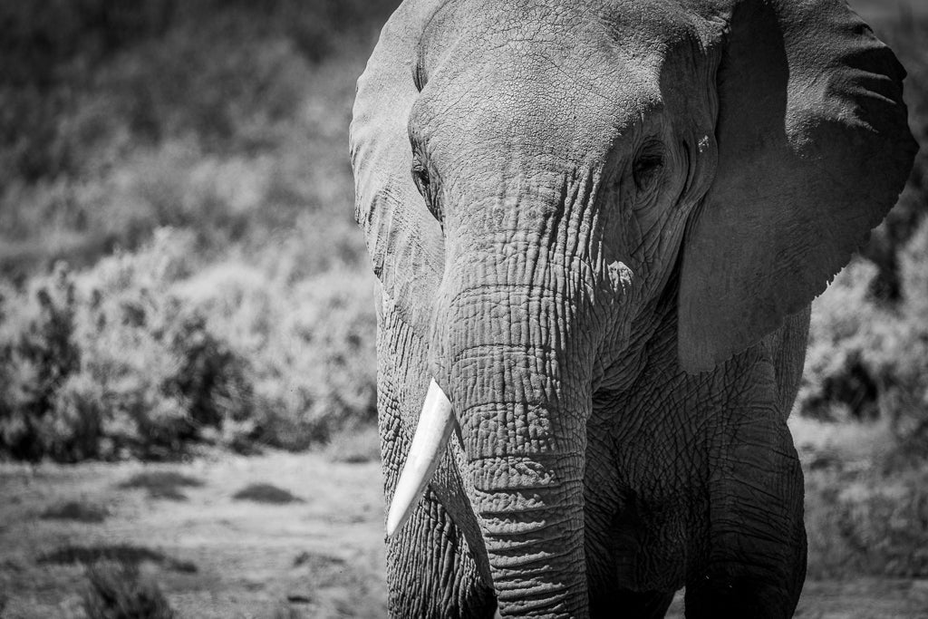 Close up of an Elephants face in Cape Town South Africa.
