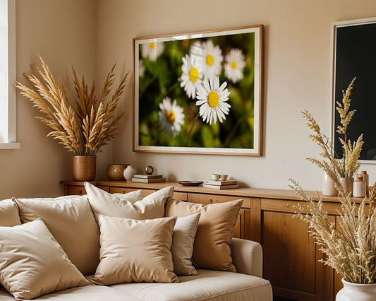 Shasta daisies (Leucanthemum × Superbum): II