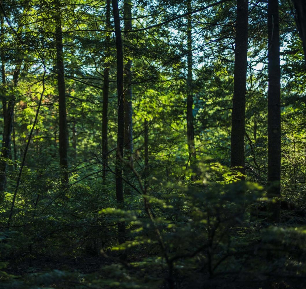 A serene forest scene featuring tall trees surrounded by lush green grass under a clear blue sky.