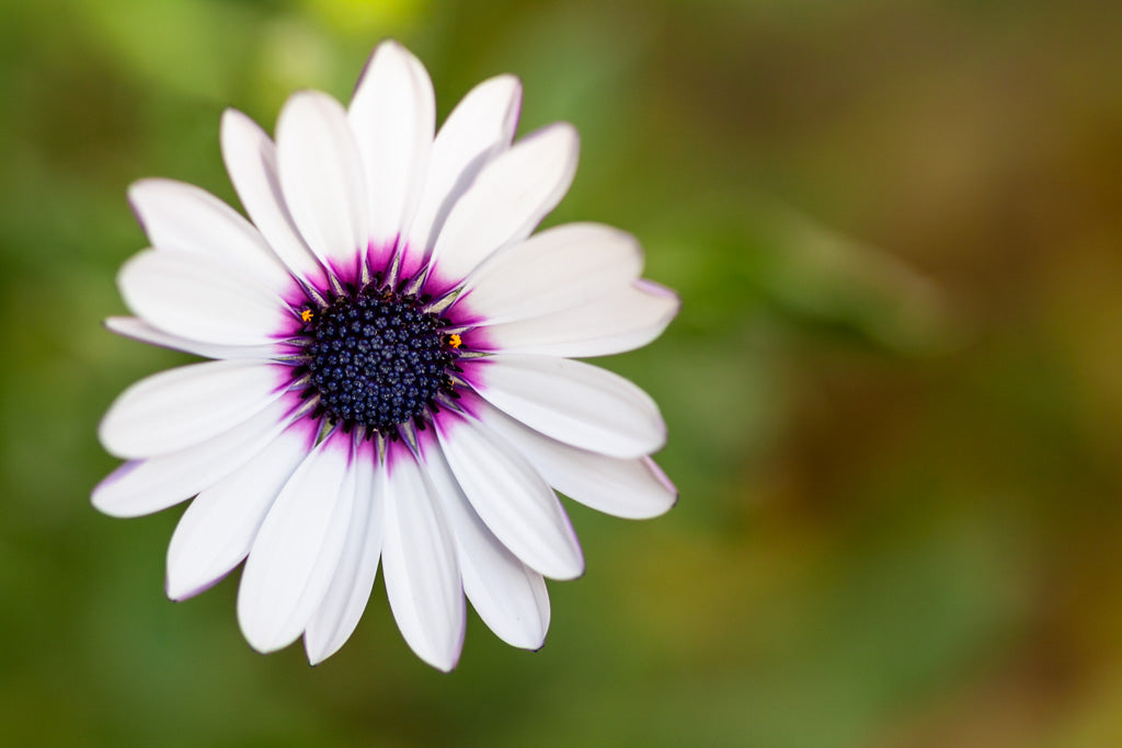 Detailed image of a Cape Marguerite (Dimorphotheca Ecklonis) from FN Prints, showcasing its white petals with a light purple gradient near the dark purple center adorned with tiny yellow dots. This beautiful flower is set against a softly blurred green and brown background, creating an exquisite piece of floral art.