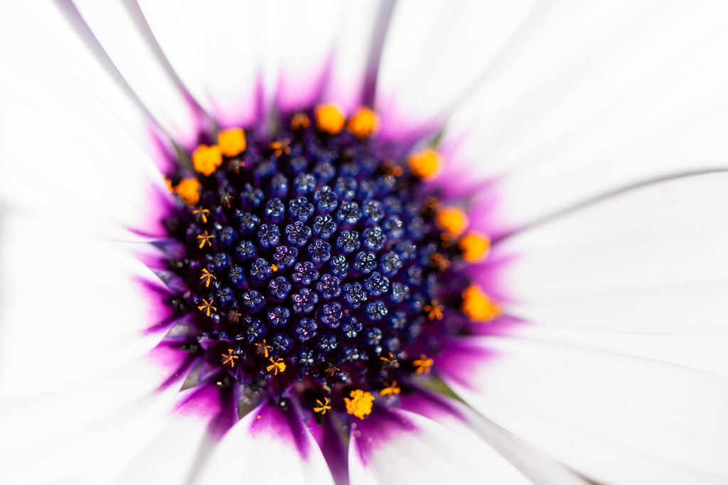 Close-up of a vibrant Macro Cape Marguerite (Dimorphotheca Ecklonis) with white petals, a deep purple center, and bright orange stamens. The petals have subtle purple hues near the center, transitioning to white as they extend outward. The intricate texture of the central part is prominent in this macro close-up photograph by FN Prints, showcasing its botanical beauty.