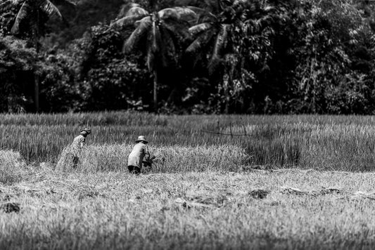 Black and white image of two people working in a rice field, bending over as they tend to the crops. Tall trees and dense foliage fill the background, emphasizing the rural life. This serene FN Prints "Rice Field: Cambodia" photography print beautifully captures the essence of agricultural simplicity.