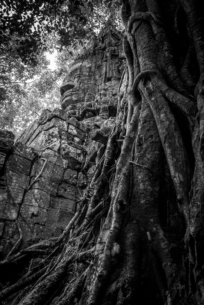 Nature's Embrace by FN Prints features a stunning black-and-white photograph that beautifully captures the ruins of ancient architecture intertwined with massive tree roots. The dense canopy above filters soft light onto the stone and roots, creating an enchanting piece of nature photography.