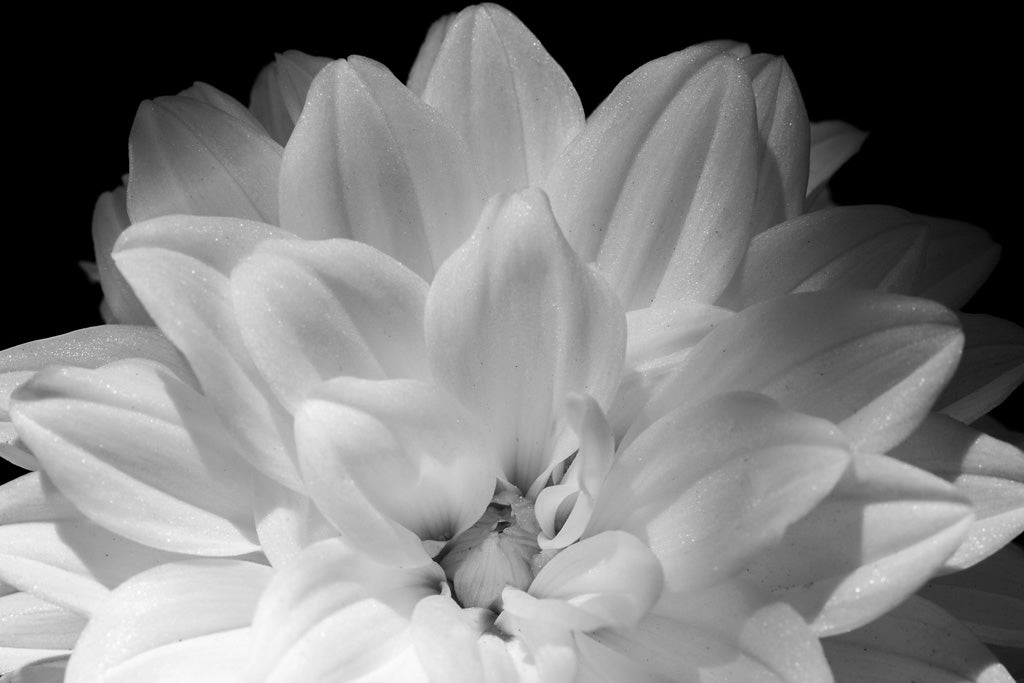 The "White Dahlia: Black & White" by FN Prints captures a close-up monochrome photograph of a white dahlia in full bloom. The soft, layered petals exude delicate texture and floral elegance, set against a solid black background that highlights the flower's detailed structure and luminous appearance.