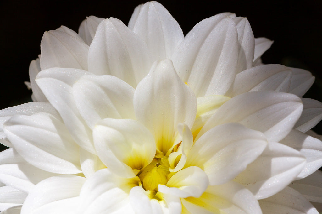 In the print titled "White Dahlia: Colour" by FN Prints, a close-up of a white dahlia with a delicate yellow center displays its overlapping petals in a beautifully layered and textured composition. The vivid white petals stand out sharply against the black background, accentuating the flower's elegant floral charm.