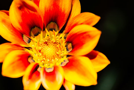 Close-up of the vibrant Orange African Daisy (Gazania Krebsiana) from FN Prints, showcasing delicate detailing around the center. The petals exhibit a gradient effect, transitioning from orange to yellow towards the tips, with intricate black markings near the base. A dark and blurred background enhances this floral artistry.