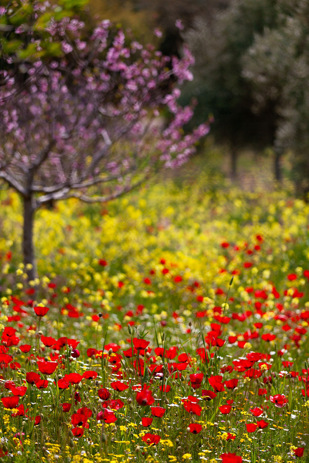 A radiant display titled "Jordan In Bloom" by FN Prints features a striking field of red mountain poppies in full bloom, interspersed with yellow wildflowers. In the background, you can see a tree adorned with light pink flowers partially visible, all set against a backdrop of lush green foliage. This stunning scene perfectly captures the natural beauty and tranquility of Jordan's wilderness.