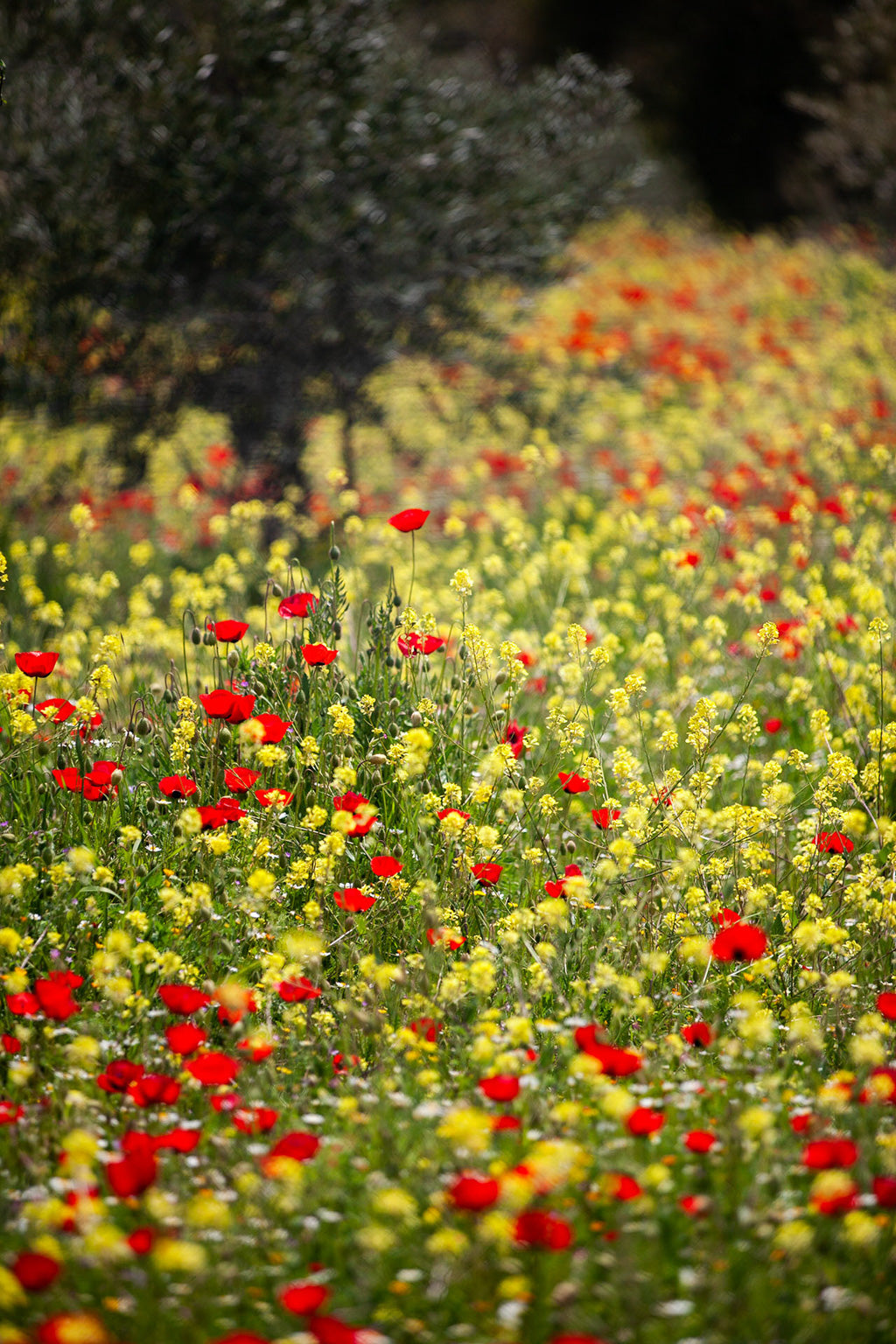 A vibrant field of red mountain poppies and yellow wildflowers stretches into the distance, creating a colorful and lively scene reminiscent of FN Prints' "Wild Meadow." The background is blurred with hints of trees and greenery, adding depth to the picturesque Jordanian countryside.