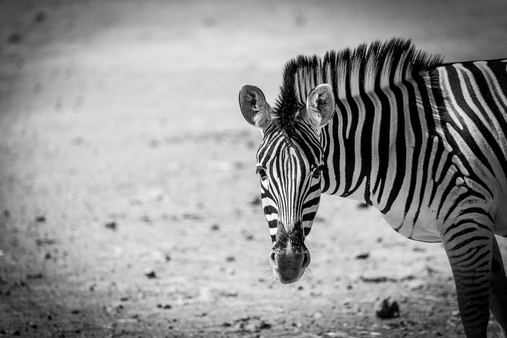 The "Poised Zebra" by FN Prints is a captivating black-and-white photograph that captures a zebra standing on a sandy plain. The zebra's distinctive black and white striped pattern is prominent as it gazes directly at the camera. This striking animal kingdom decor piece features a blurred background, enhancing the zebra's appearance.