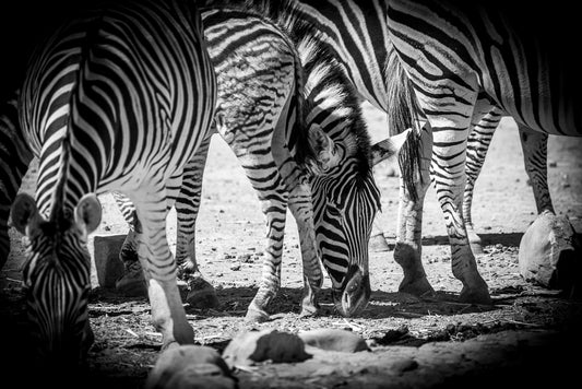 A group of zebras are seen grazing, their black and white stripes creating a striking visual pattern that would make for captivating wall art. The Dazzle Of Zebras by FN Prints emphasizes the contrast of their zebra print in black and white photography, with rocks and dry ground visible around them.