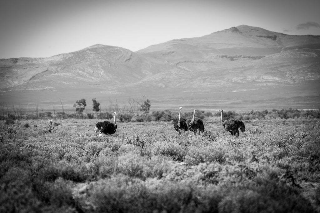 Product: Ostrich Herd by FN Prints is a captivating black and white photograph depicting an ostrich herd walking through a grassy, open landscape with mountain ranges in the background. The scene is vast with sparse vegetation, and the ostriches move together as a group, making it a stunning piece of wildlife wall art.