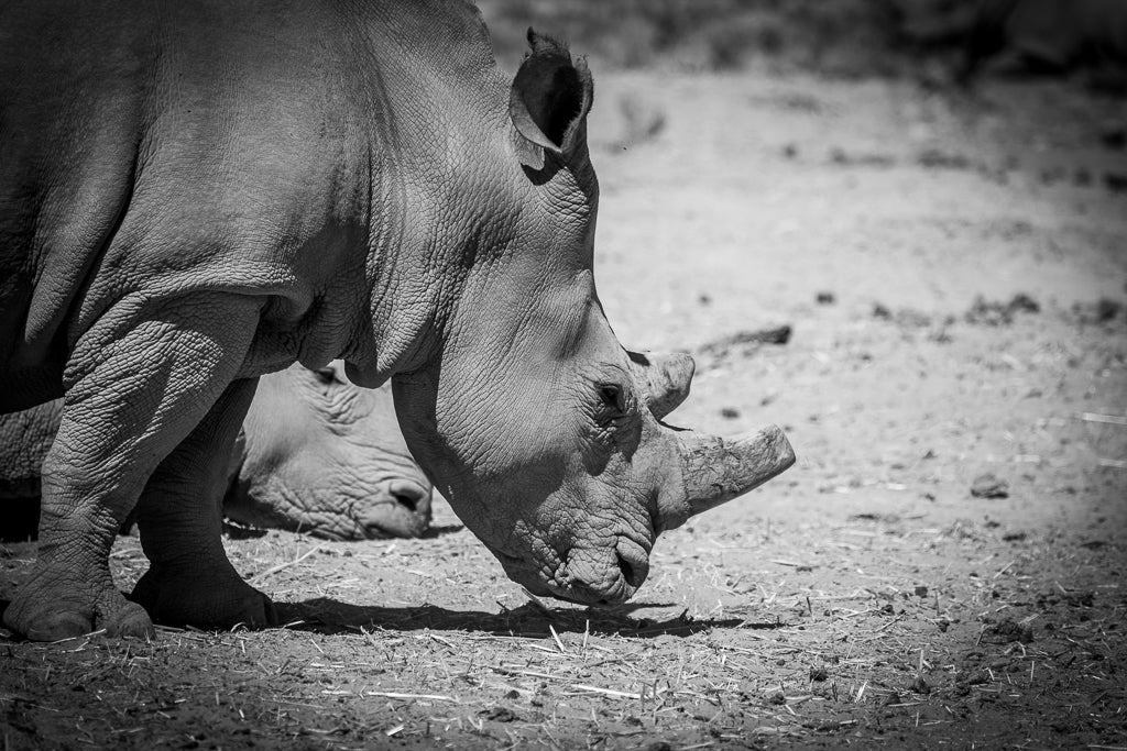 A close-up black and white photo from FN Prints, titled "Black Rhino," captures two rhinoceroses on a dry, dusty ground. The larger rhino in the foreground stands majestically while the smaller one lies down, partially obscured. Their textured skin and large horns are prominently visible in this striking piece of endangered species art.