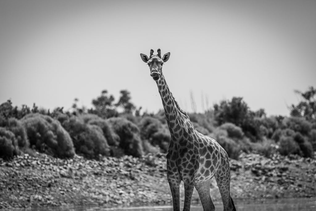 A Giraff with its tongue out 