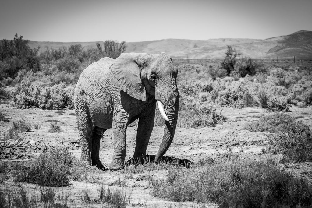 A photograph of an Elephant in Black and White. 