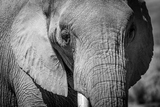 FN Prints' "The Elephant" is a black and white close-up photograph capturing the intricate, wrinkled skin and large ear of an elephant. The partially visible trunk and prominently focused eye stand out against a blurred background, drawing attention to the majestic creature's features—an ideal piece for wildlife wall art enthusiasts.