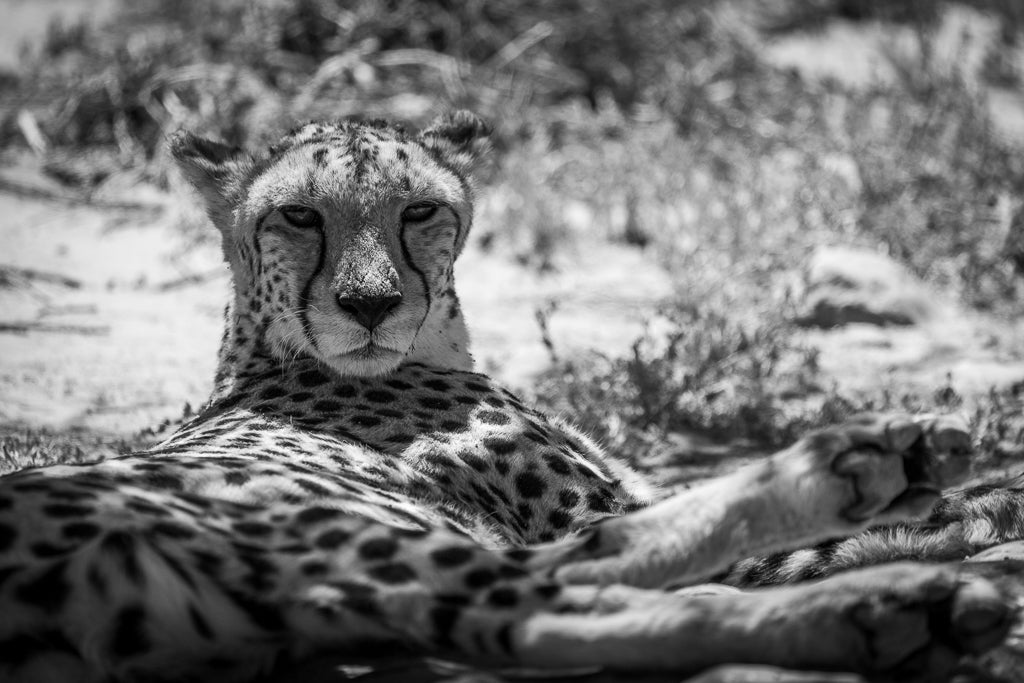 A cheeta resting under a tree in the shade in South Africa.