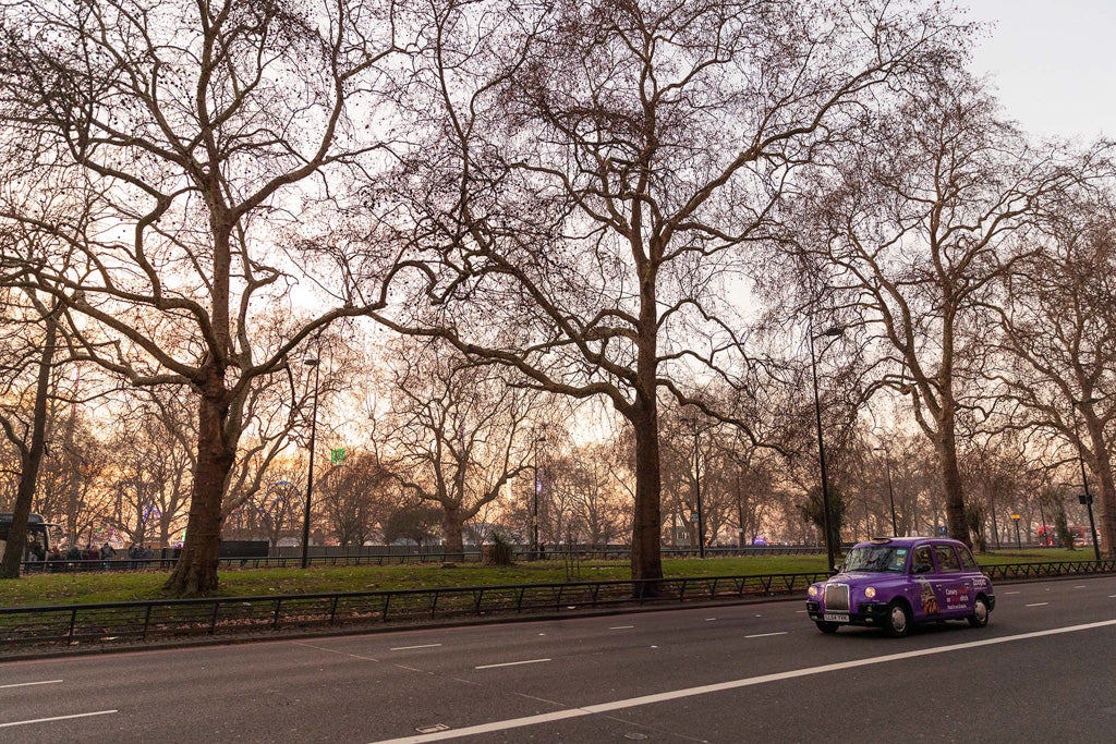 A Purple London Black Cab by FN Prints drives along a quiet road lined with leafless trees in winter. The scene, reminiscent of a photograph from London, is set against the backdrop of a park at dusk, with a soft, warm light illuminating the sky. The atmosphere exudes urban elegance and serene calmness.