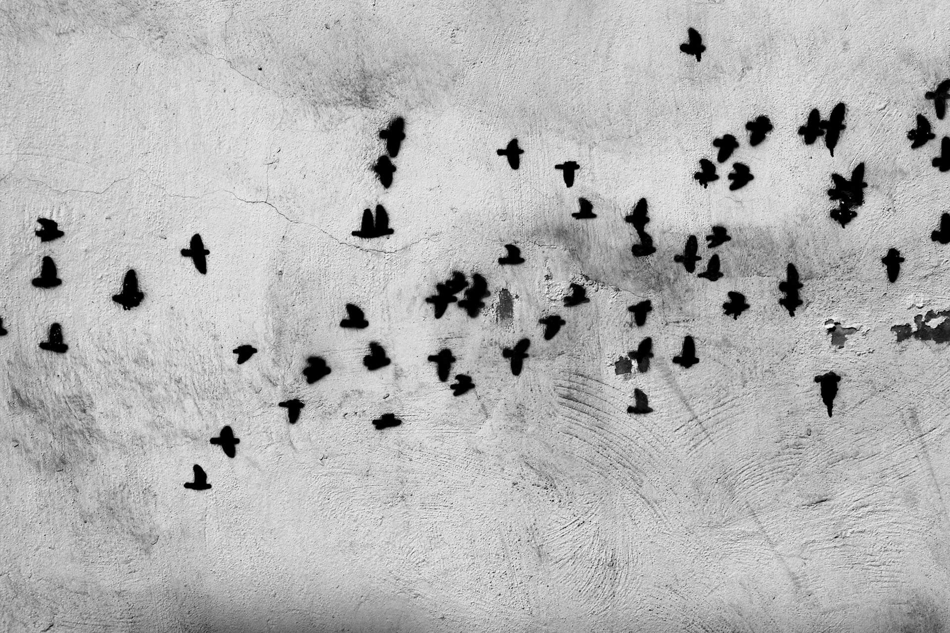 Silhouetted birds in flight are captured against a textured, light-colored wall. This black and white photograph, named "Graffiti Birds" by FN Prints, serves as a striking art print with the flock's shadows creating dynamic contrast. Perfect for modern decor, it brings a touch of natural elegance to any space.