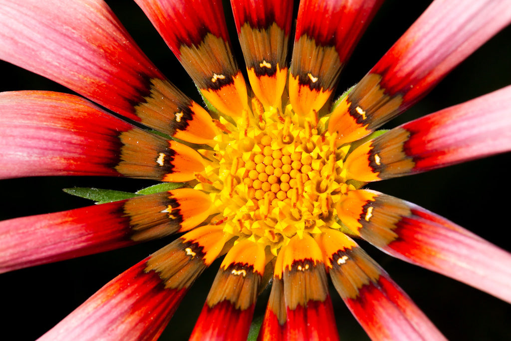 Close-up of the vibrant African Daisy (Gazania Linearis) II by FN Prints, showcasing a flower in full bloom. The petals display an exquisite mix of pink, red, orange, and yellow hues radiating from the center. The intricate details and contrasting colors create a striking and symmetrical pattern, highlighting botanical enchantment.