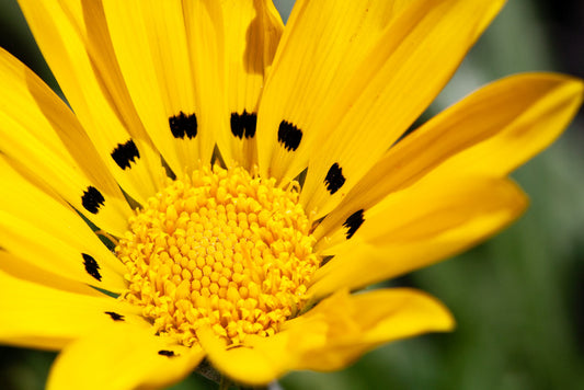 Close-up photography captures a vibrant FN Prints Treasure Flower (Gazania Rigens), showcasing its detailed central cluster of small, densely packed florets. The petals feature distinct black spots near their bases, creating a striking contrast against the blurred background that highlights the flower's bright color.