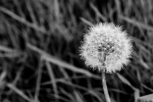 A close-up black and white photograph titled "Dandelion Wish (Taraxacum)" by FN Prints. The delicate seeds are tightly clustered, ready to disperse. The background is blurred, showcasing long grass blades in varying shades of gray—an ideal piece for nature decor.