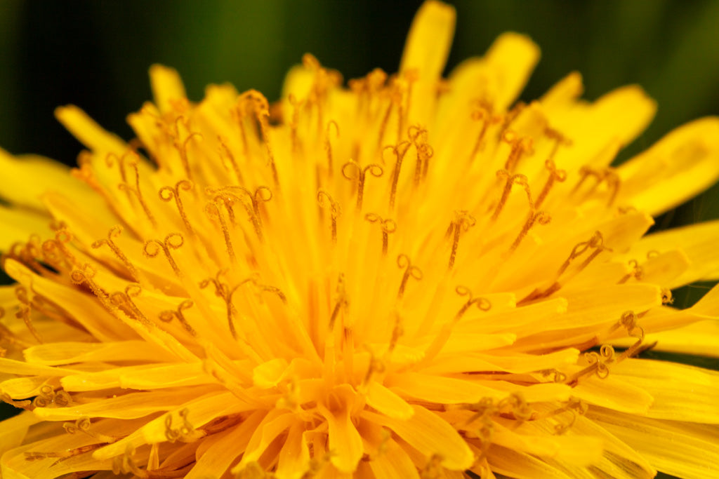 Close-up photograph of a vibrant Yellow Dandelion (Taraxacum) head by FN Prints, showcasing its numerous delicate, curling stamen emerging from a dense cluster of petals. The background is a soft blur of green, highlighting the flower as the focal point—perfect for nature-inspired decor.