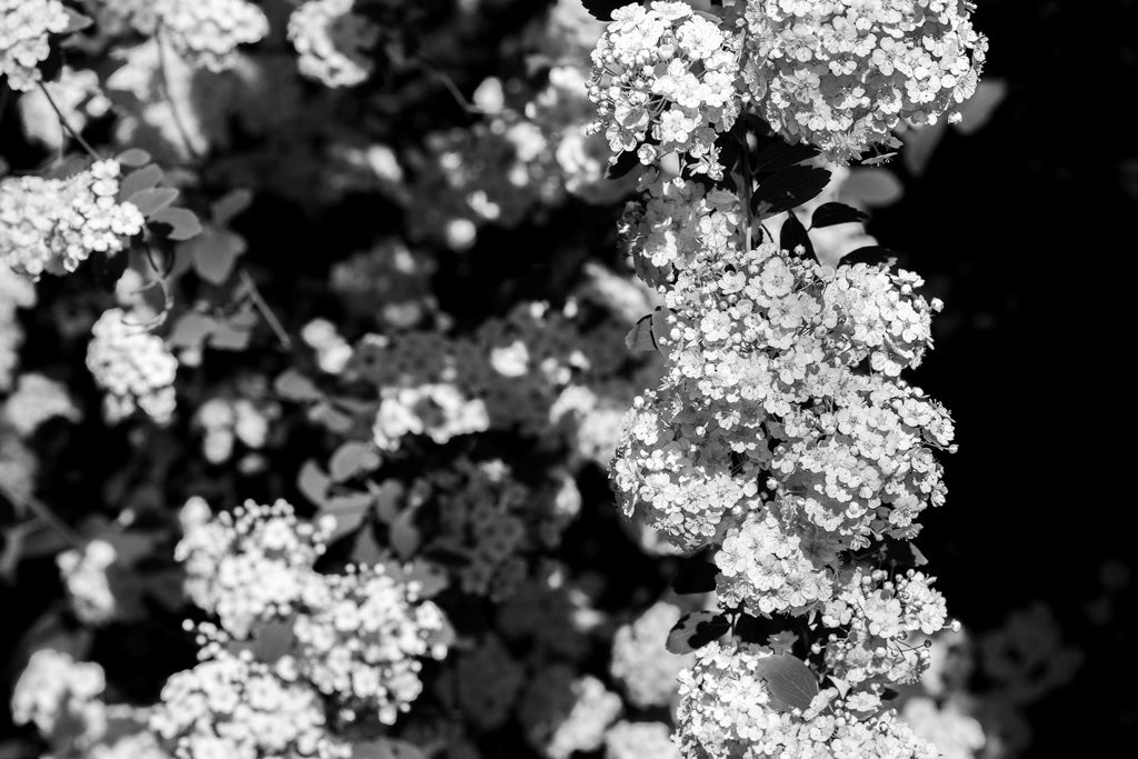 The FN Prints black and white photograph titled "Bridal Wreath Spirea (Spiraea Prunifolia)" captures clusters of Bridal Wreath Spirea in full bloom, cascading along the branches. The dense flowers form a visually striking pattern against a dark background of leaves and shadows, highlighting their intricate texture and contrast. This image is perfect for elegant decor.