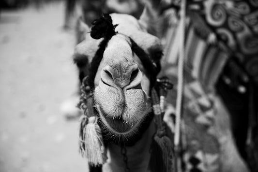 The "Camel Smile Black & White" by FN Prints is a captivating black and white close-up photograph of a camel's face, adorned with traditional decorations like tassels hanging from its bridle. The blurred background brings attention to the camel's expressive face and textured fur, making it an ideal addition to animal-themed spaces.