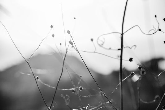 The "Dance Of The Mountain Plant" by FN Prints is a black-and-white abstract photograph that captures a close-up of thin, winding plant stems with small buds, set against a blurred background. The delicate wild plant branches and subtle light create a soft, dreamlike atmosphere.