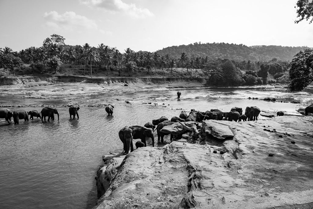 The FN Prints "Elephant River Black & White" captures a herd of elephants standing and walking in a shallow river with some rocky terrain in the foreground. The background showcases a dense forest and hills under a partly cloudy sky, epitomizing exquisite wildlife photography.