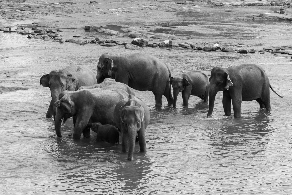 A striking black-and-white photograph by FN Prints, titled "Herd of Elephants Black & White," captures a group of seven elephants, both adults and juveniles, standing closely together in a shallow river at Wilpattu National Park. Some elephants appear to be drinking or splashing water amidst a rocky and natural riverbed in the background.