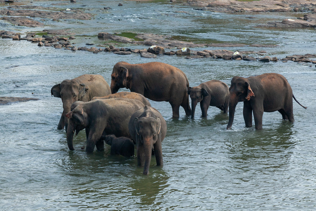 A stunning print from FN Prints, titled "Herd Of Elephants Colour," captures a serene moment at Wilpattu National Park where a group of seven elephants, including calves, stand in a shallow river. The majestic herd is surrounded by water with picturesque rocks and patches of greenery visible in the background, creating a peaceful scene as the elephants seemingly enjoy the river.