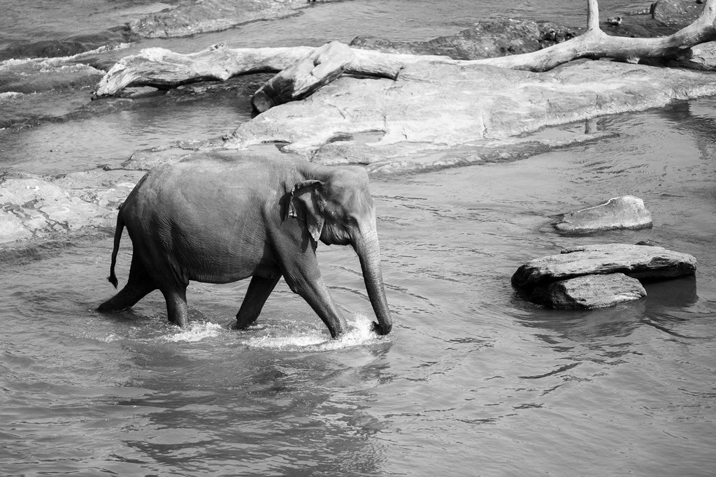 Lone Elephant Black & White by FN Prints portrays a solitary elephant wading through a shallow river in Wilpattu National Park. The riverbed is filled with large rocks and a fallen tree trunk can be seen in the background, while the elephant's trunk is partially submerged as it steps forward.