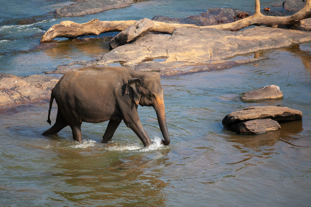 In 'Lone Elephant Colour' by FN Prints, a solitary elephant meanders through shallow water amidst large rocks and fallen tree trunks in a river setting. Bathed in warm sunlight, the elephant seems immersed in its tranquil surroundings. This stunning wildlife art beautifully captures the serene essence of Wilpattu National Park.