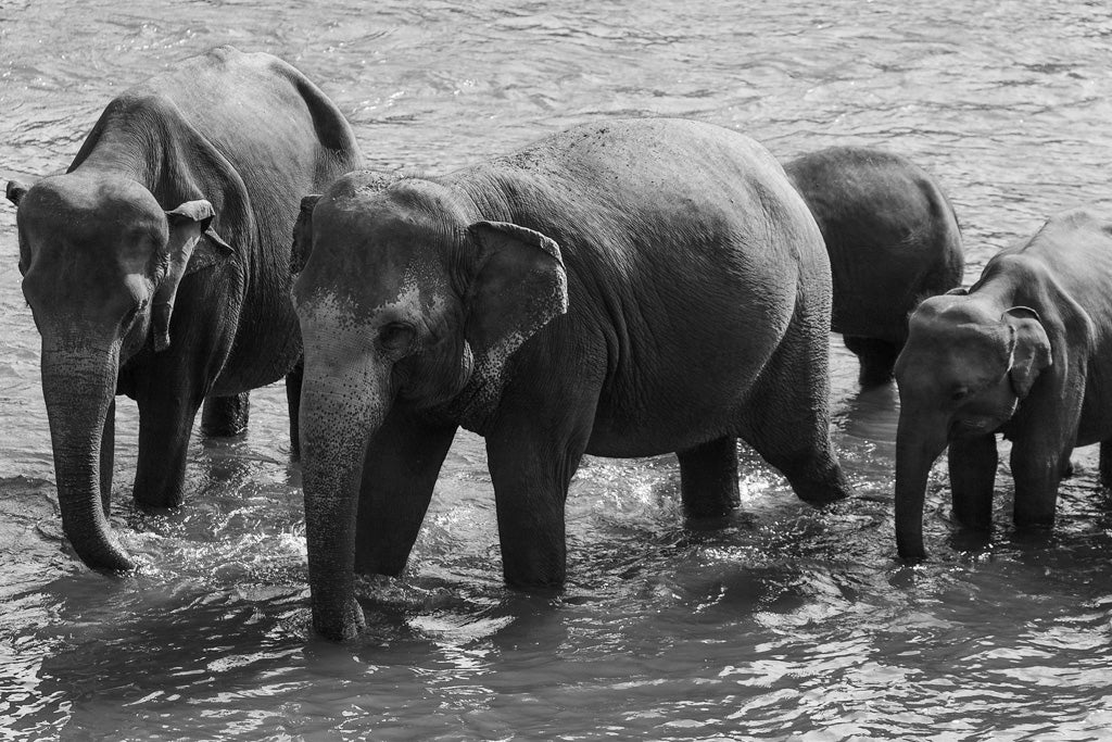 The black and white photograph titled "Elephant Mums" by FN Prints captures the scene of four elephants standing in shallow water. The group, consisting of three adults and one calf, wades together with water rippling around their legs. This stunning piece of wildlife art beautifully evokes the serene beauty often seen in Wilpattu National Park.