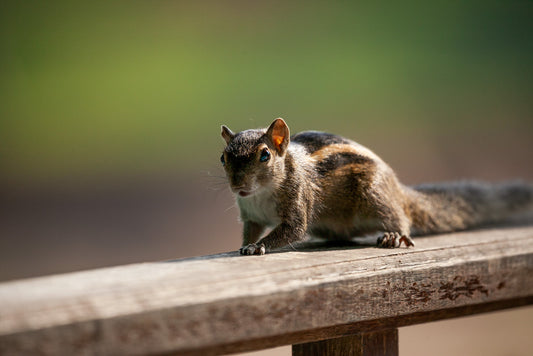 A Flame-Striped Jungle Squirrel (Funambulus Layardi) with dark fur and light stripes along its back is perched on a wooden railing. The background appears blurred, highlighting the squirrel as the main focus of this stunning piece of nature art. The alert squirrel faces the camera, gripping the railing with its front paws—a perfect addition to your home decor by FN Prints.