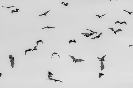 FN Prints' "Cloud Of Bats" captures a striking black and white image of bats flying across an overcast sky, depicting various angles and positions of their outstretched wings. This photography print would make a perfect addition to any wall art collection.