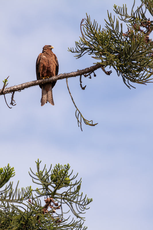 A Yellow-billed Kite from FN Prints is perched on the branch of a tall, coniferous tree. The sky in the background is clear and blue, providing a calm backdrop to this bird of prey which is looking to the side. The branches surrounding it have a few green pine needles, making for a striking photography print.