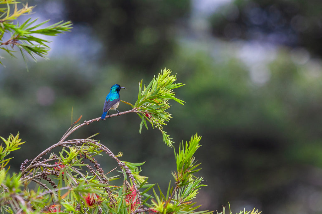 A small Variable Sunbird from FN Prints is perched on a tree branch adorned with bright green leaves and scattered red flowers. The out-of-focus background showcases various shades of green with hints of a cloudy sky, making it the perfect nature-inspired decor for vibrant wall art.