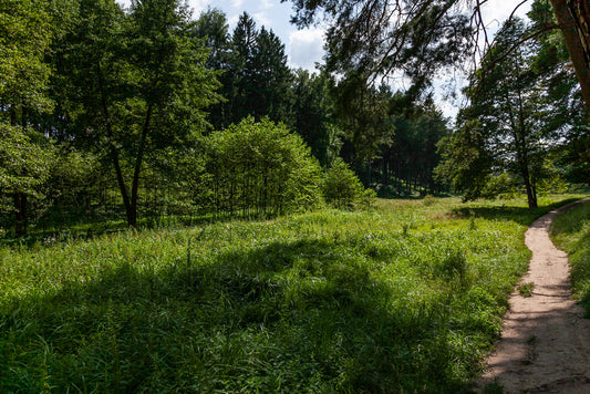 A narrow dirt path winds through a lush green meadow bordered by dense trees. Sunlight filters through the leaves, casting soft shadows on the ground. The scene is serene, evoking the tranquility of a forested nature landscape—perfectly captured in "Forest Path" by FN Prints for vibrant color print or nature wall art.