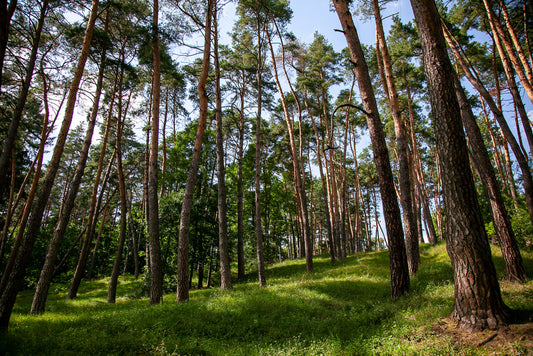 The "Magical Forest" print by FN Prints showcases a serene forest with tall, slender trees and a harmonious blend of deciduous and coniferous species on a gentle hillside. Lush green grass blankets the ground, while sunlight filtering through the tree canopy creates enchanting dappled light patterns on the forest floor—ideal for captivating nature wall art.