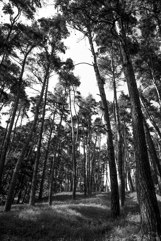 Forest Depths by FN Prints captures a mesmerizing black and white image of a dense forest filled with tall pine trees. The slender trunks stretch skyward, forming an intricate canopy of branches and needles. Sunlight filters through the foliage, casting delicate shadows on the forest floor—a breathtaking example of woodland art in forest photography.