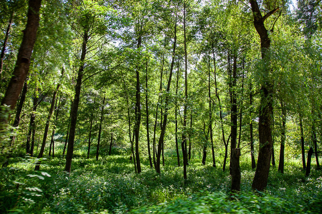 Experience the beauty of a lush, green Ukrainian forest with tall trees and dense undergrowth on a bright, sunny day. Sunlight filters through the leaves, casting dappled shadows on the vibrant greenery below. Perfect for enhancing your home decor, this imagery is beautifully captured in "Ukrainian Forest" by FN Prints.